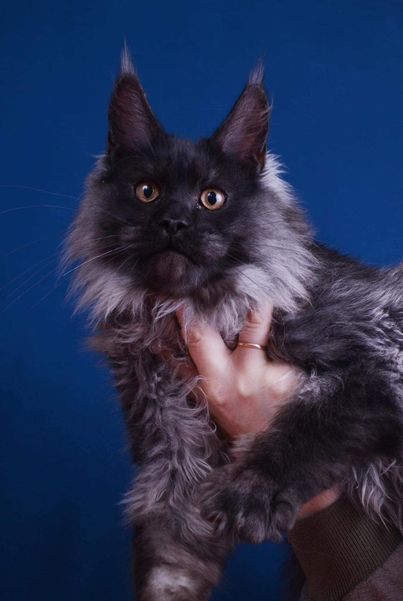 Maine Coon