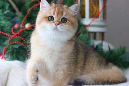 British Shorthair