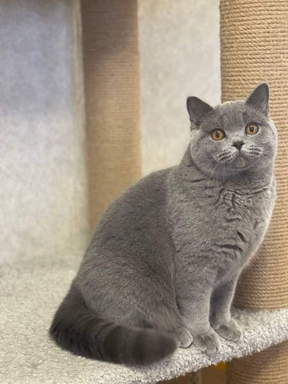 British Shorthair