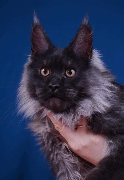 Maine Coon