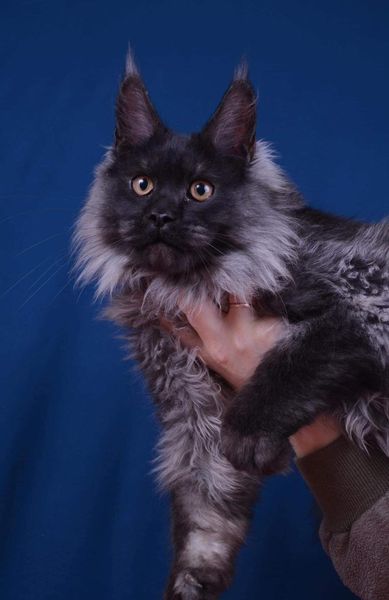 Maine Coon