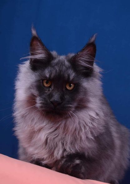 Maine Coon