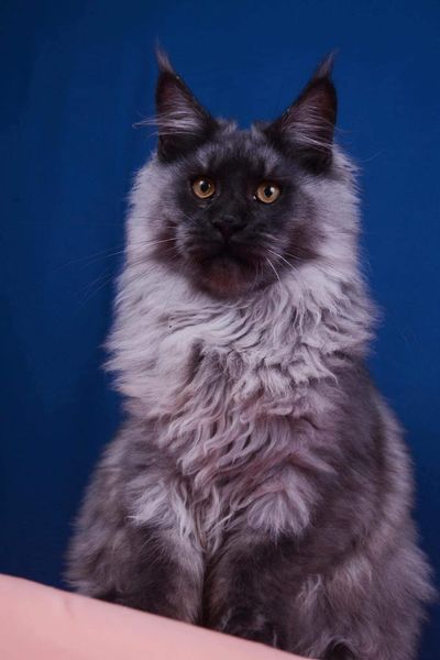 Maine Coon