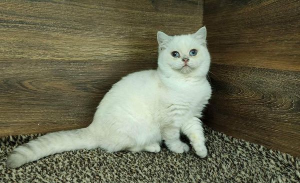 British Shorthair