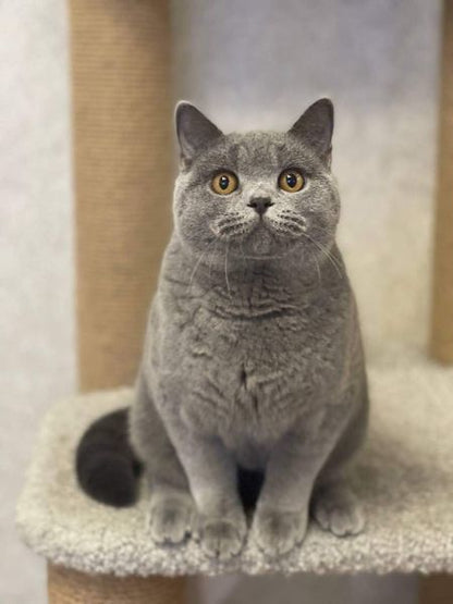 British Shorthair