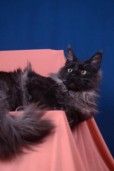 Maine Coon