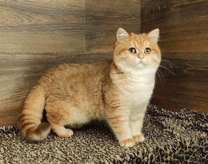 British Shorthair