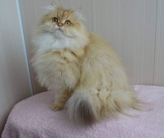 British Longhair