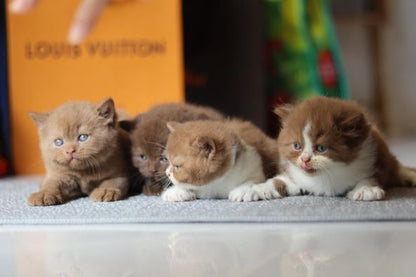 British Shorthair