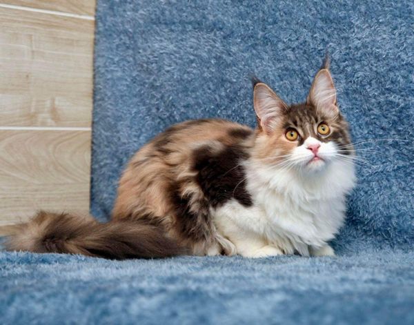 Maine Coon