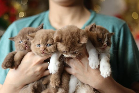 British Shorthair