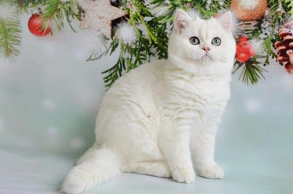 British Shorthair