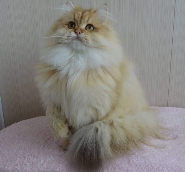 British Longhair