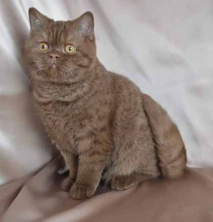 British Shorthair