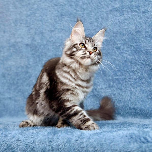 Maine Coon