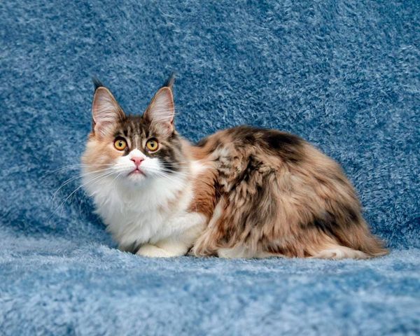 Maine Coon