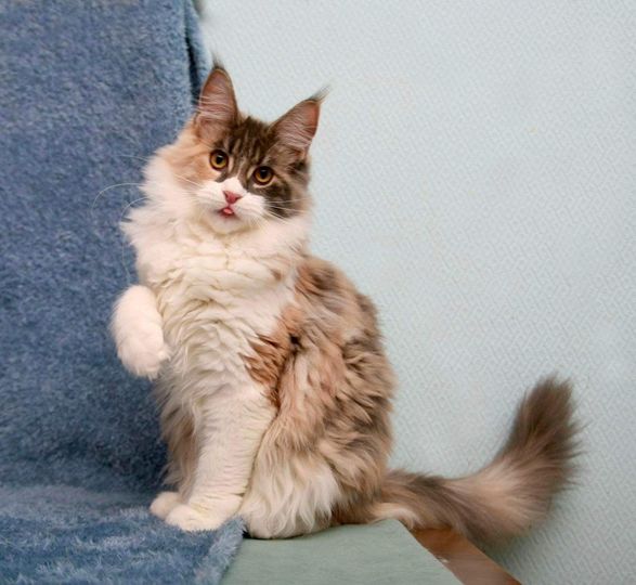 Maine Coon