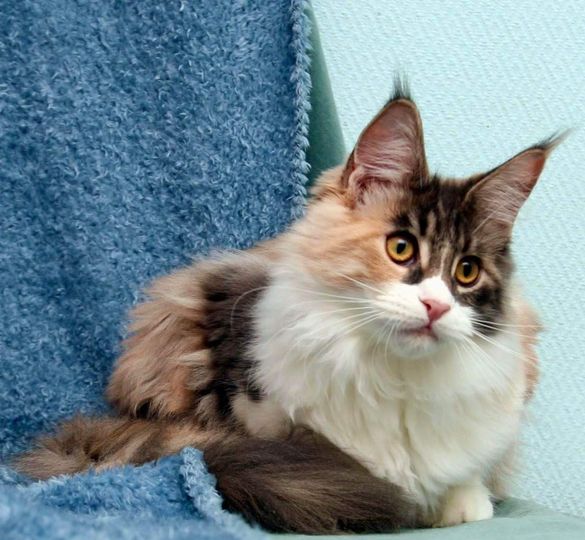 Maine Coon