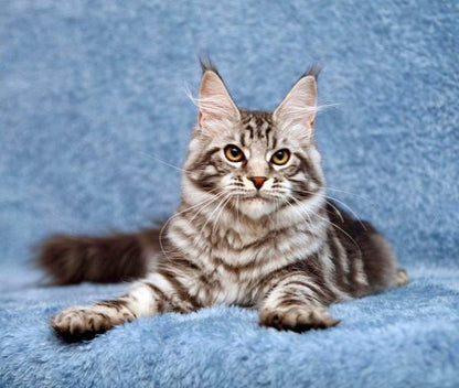 Maine Coon