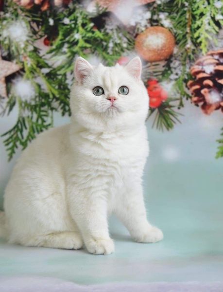 British Shorthair