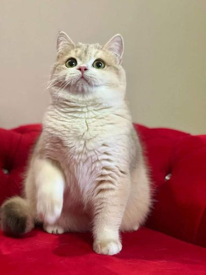 British Shorthair