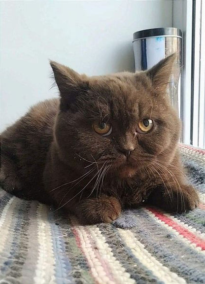 British Shorthair