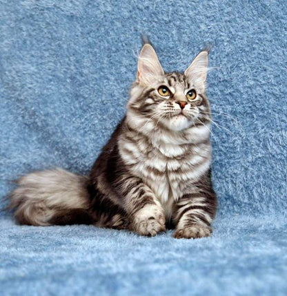 Maine Coon