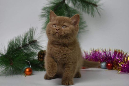 British Shorthair