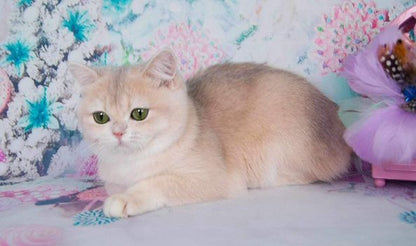 British Shorthair