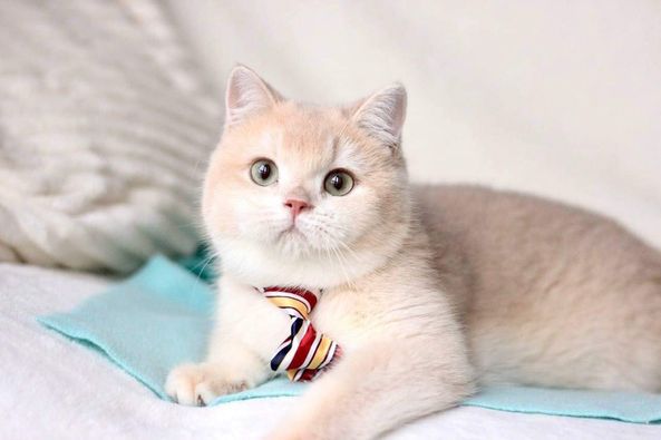 British Shorthair