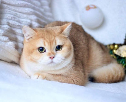 British Shorthair