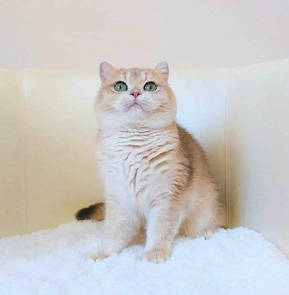 British Shorthair