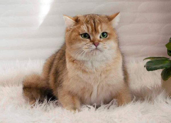 British Shorthair