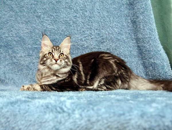 Maine Coon