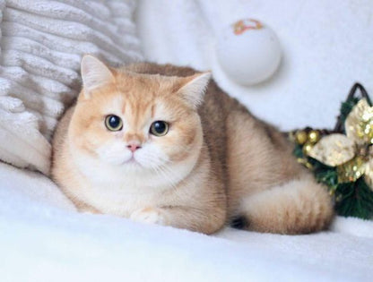 British Shorthair