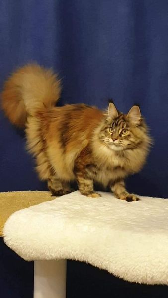 Maine Coon