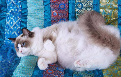 Ragdoll