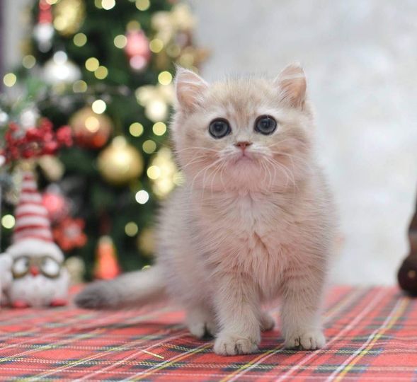 British Shorthair