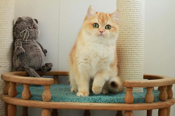 British Shorthair