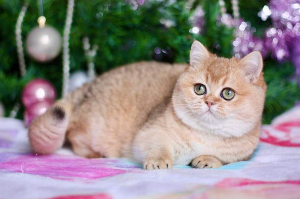 British Shorthair