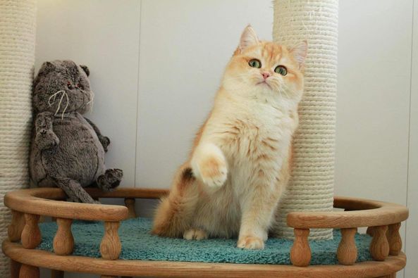 British Shorthair