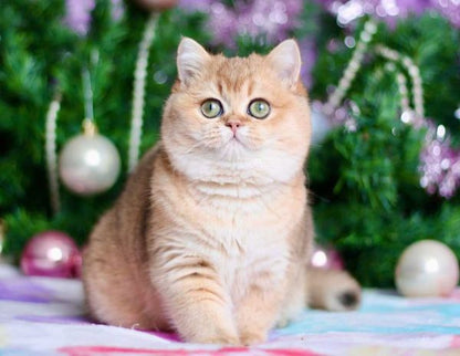 British Shorthair