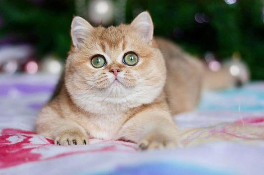 British Shorthair