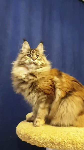 Maine Coon