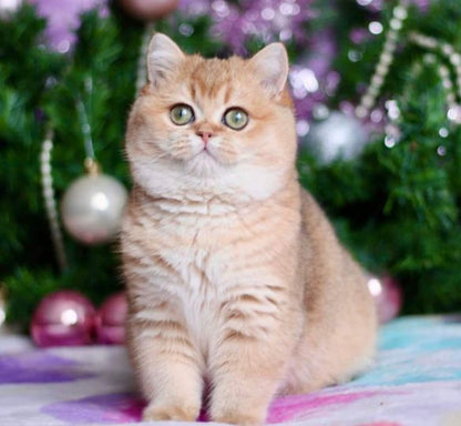 British Shorthair