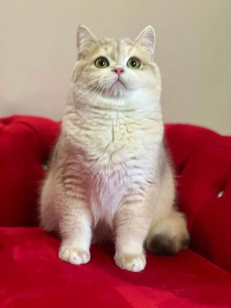 British Shorthair