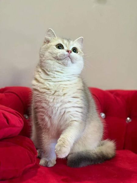 British Shorthair