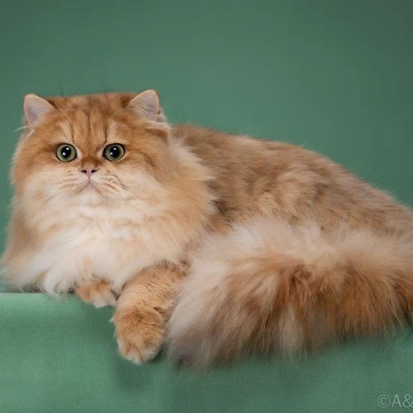 British Longhair