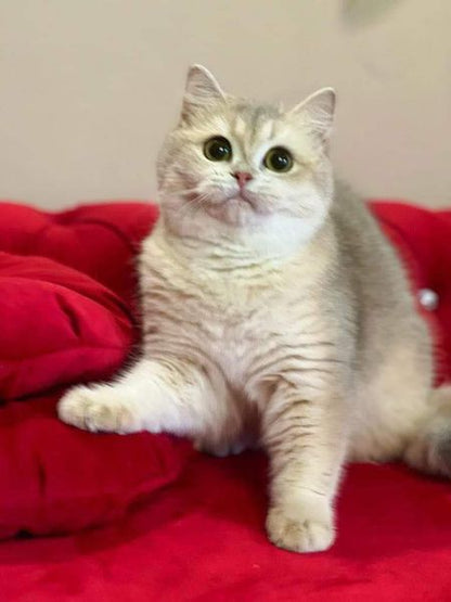 British Shorthair