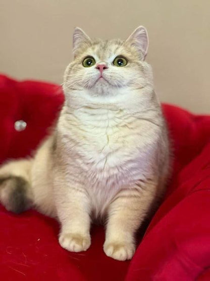 British Shorthair